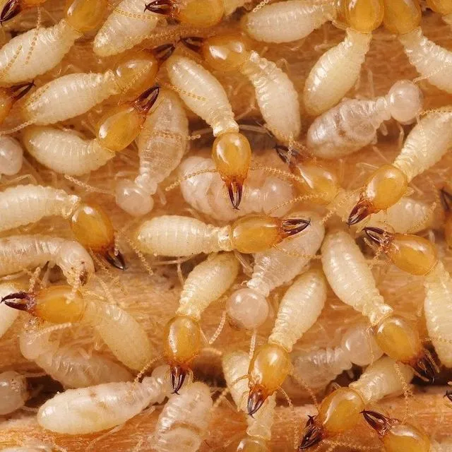 thumbnail for publication: Formosan Subterranean Termite, Coptotermes formosanus Shiraki (Insecta: Blattodea: Heterotermitidae (formerly Rhinotermitidae))